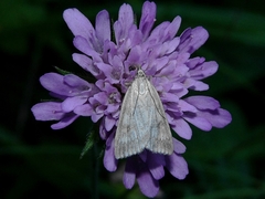 Udea nebulalis