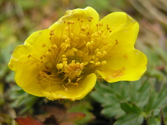 Geum montanum
