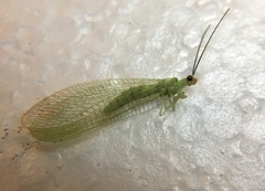 Chrysopa nigricornis