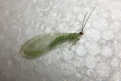 Chrysopa nigricornis