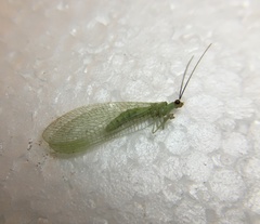 Chrysopa nigricornis