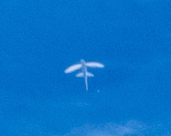 Exocoetidae
