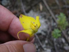 Disa tenuifolia