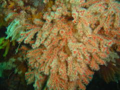 Melithaea rubra