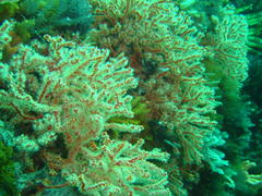 Melithaea rubra