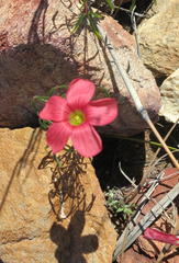 Oxalis pendulifolia