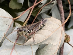 Melanoplus