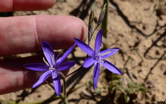 Hesperantha pilosa