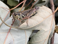 Melanoplus