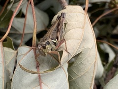 Melanoplus