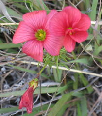 Oxalis pendulifolia
