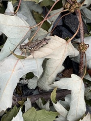 Melanoplus