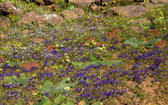 Lapeirousia oreogena