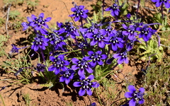 Lapeirousia oreogena