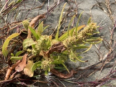 Rumex persicarioides