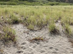 Rumex persicarioides