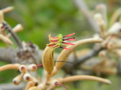 Scurrula parasitica