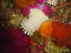 Anthostella stephensoni