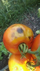 Colletotrichum coccodes