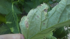 Colletotrichum coccodes