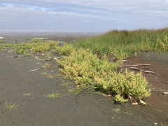 Rumex persicarioides