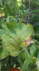 Colletotrichum coccodes