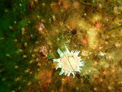 Anthostella stephensoni