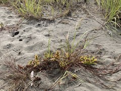 Rumex persicarioides