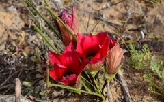 Romulea pudica