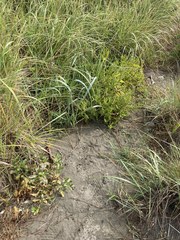 Rumex persicarioides