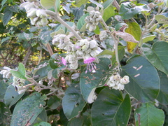 Argyreia osyrensis