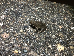 Hyla japonica