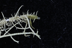 Usnea glabrescens