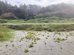 Rumex persicarioides