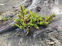 Rumex persicarioides