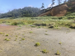 Rumex persicarioides