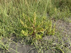 Rumex persicarioides