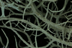 Usnea glabrescens