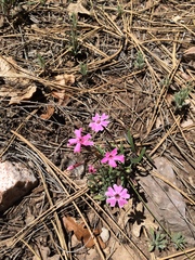 Phlox amabilis