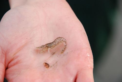 Crangon septemspinosa