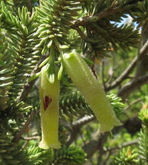 Erica brachialis