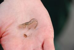 Crangon septemspinosa