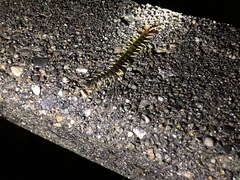 Scolopendra japonica