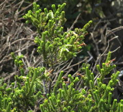 Erica brachialis