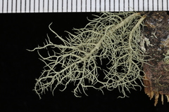 Usnea glabrescens