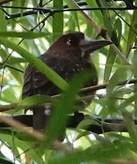 Malacoptila mystacalis