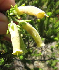 Erica brachialis