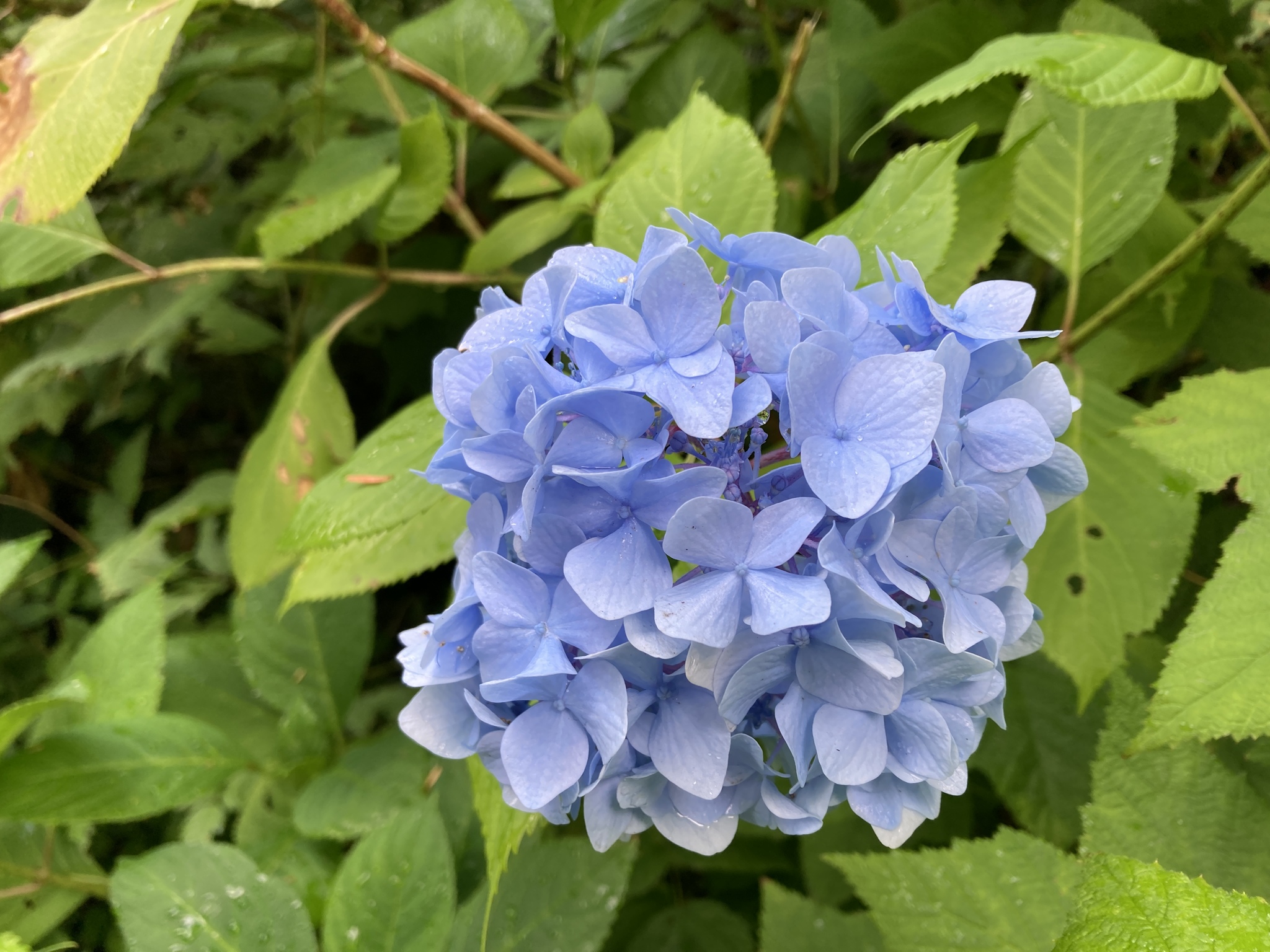 Hydrangeaceae