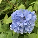 Hydrangea Family - Photo (c) Peter Zika, some rights reserved (CC BY-NC), uploaded by Peter Zika