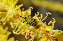 Anchylorhynchus tremolerasi
